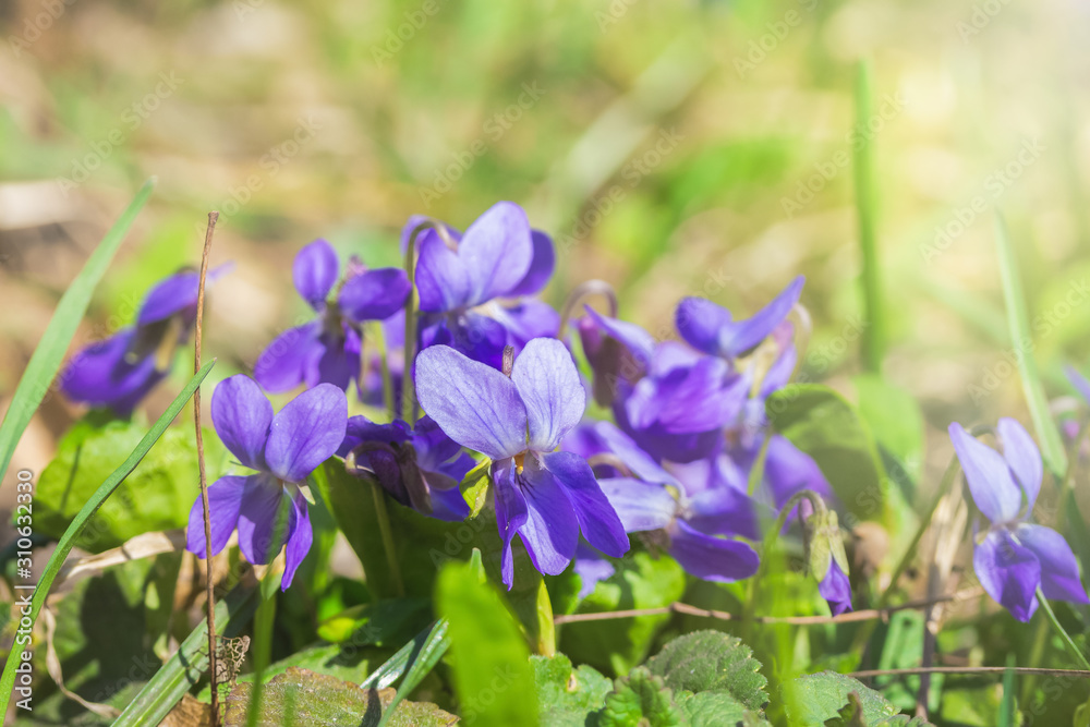 Beautiful bloom of violet odorate. The first spring flowers. Beautiful bloom of violet odorate. The first spring flowers.
