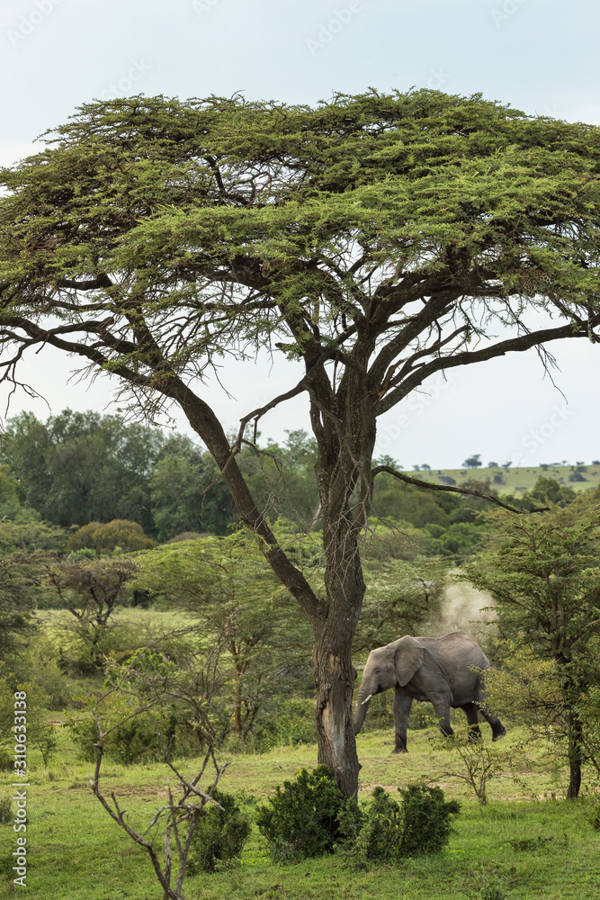 Fototapeta premium Group of elephants in kenya