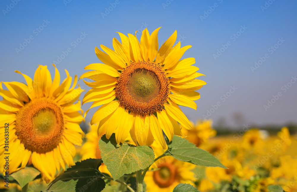 Sunflower in the field against with blue sky