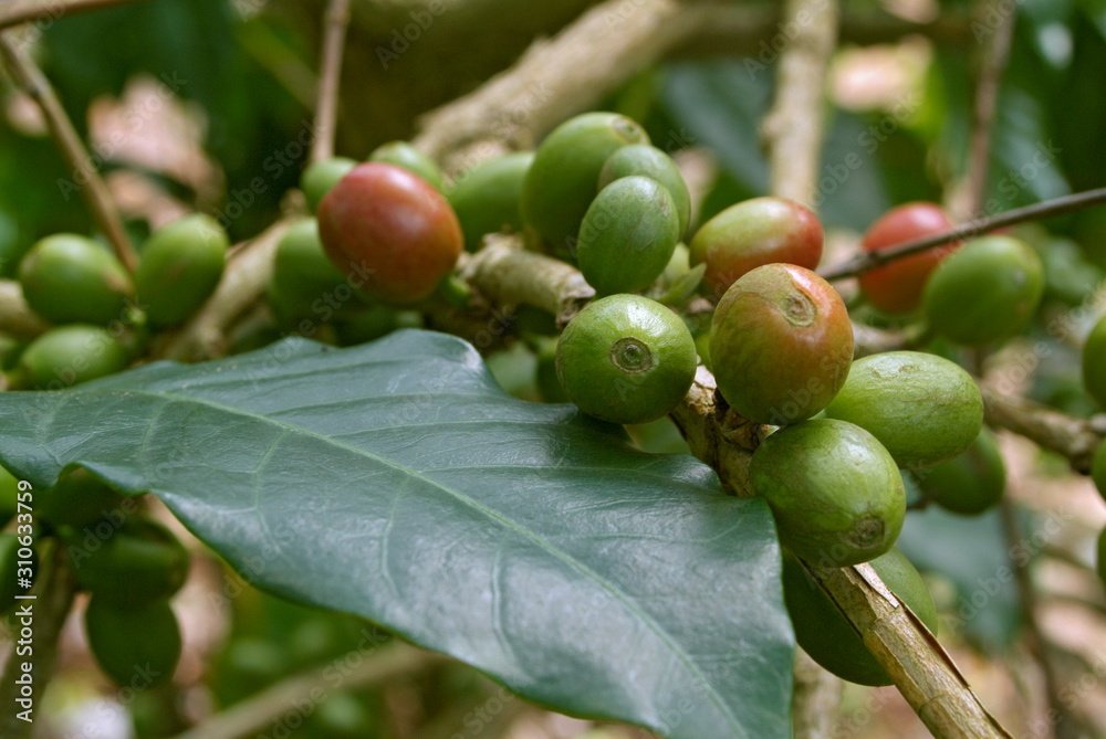 Close shot of Arabic coffee plant. Close shot of Arabic coffee plant.