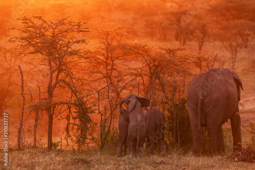 Canvas Print Group of elephants in kenya