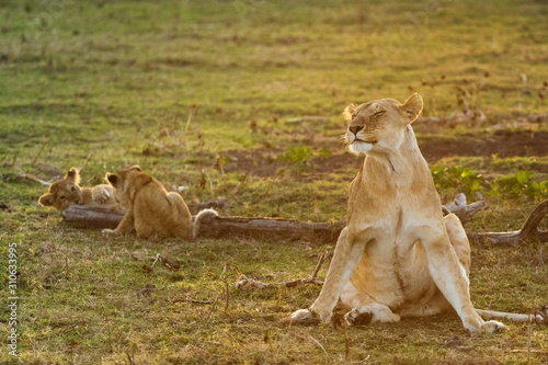 lion in savannah in kenya