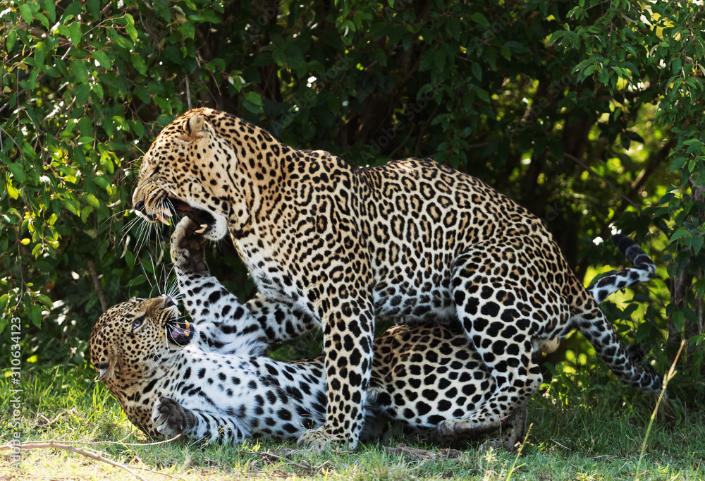Obraz premium A leopard in savannah in kenya