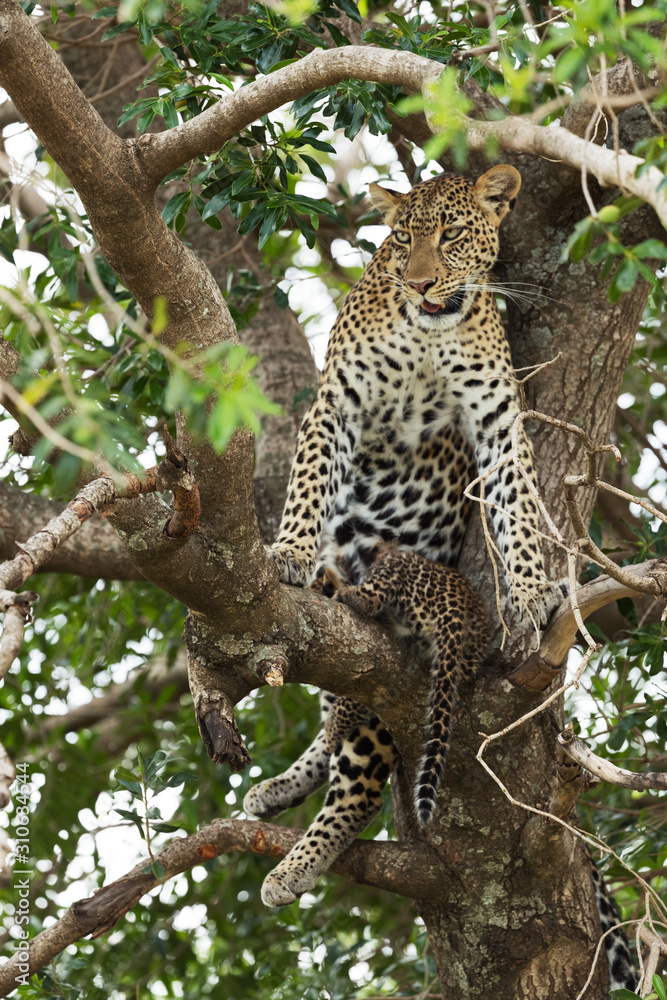 Obraz premium A leopard in savannah in kenya