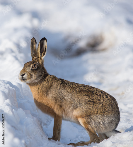 Gray wild rabbit (hare) in his natural habitat, in a cold winter day