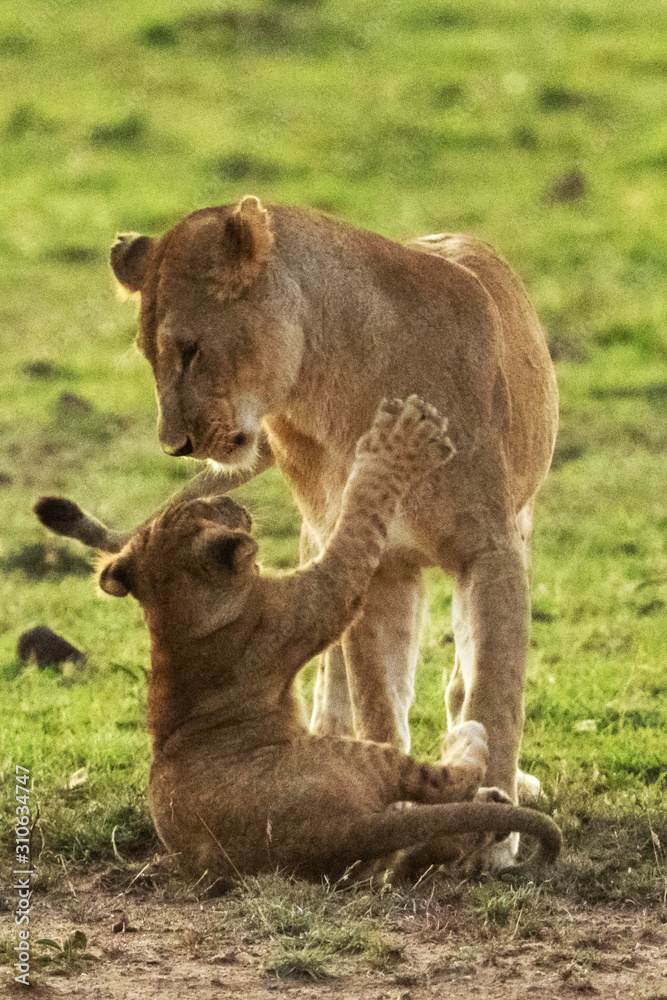 Fototapeta premium lion in savannah in kenya