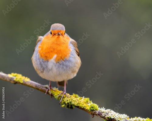 European Robin Perched in a Tree