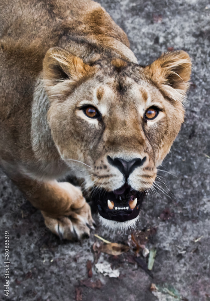 predatory interest of big cat portrait of a muzzle of a curious peppy lioness close-up discolored coat, bright orange eyes. predatory interest of big cat portrait of a muzzle of a curious peppy lioness close-up discolored coat, bright orange eyes.