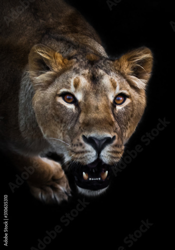 In the dark Lioness look and roaring mouth. predatory interest of big cat portrait of a muzzle of a curious peppy lioness close-up