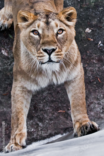 Powerful paws confident look.  predatory interest of  big cat portrait of a muzzle of a curious peppy lioness close-up © Mikhail Semenov