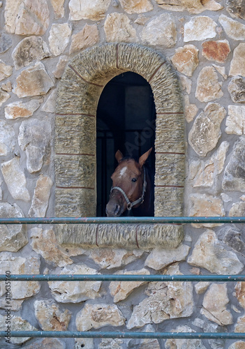 Sad horse in the stable