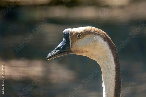 Portrait of a gray goose in a park 3