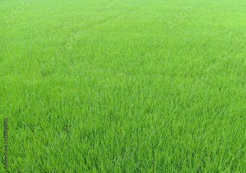 Green rice field backgrounds and textures closeup for wallpaper interior design.