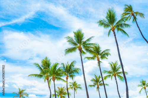 Palm Trees in The Blue Sky in Hawaii,ハワイの青空の下のヤシの木