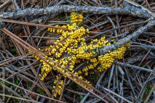 Leocarpus fragilis. Leocarpo frágil. Pequeños hongos de color amarillo sobre restos de pino. photo