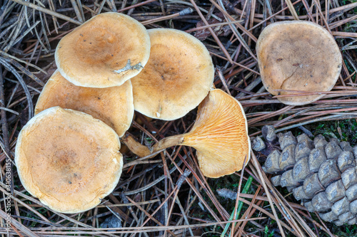 Hygrophoropsis aurantiaca. Falso rebozuelo en pinar entre las acículas y una piña. photo