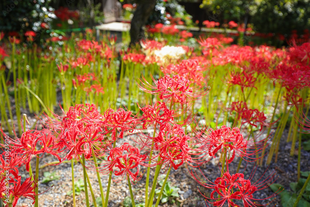 嶺岳寺の彼岸花 嶺岳寺の彼岸花