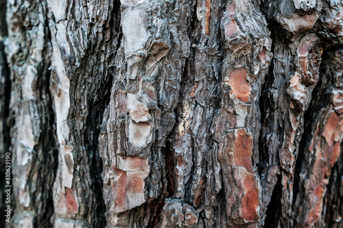 image of bark pine tree. natural background, texture. tree bark in the background