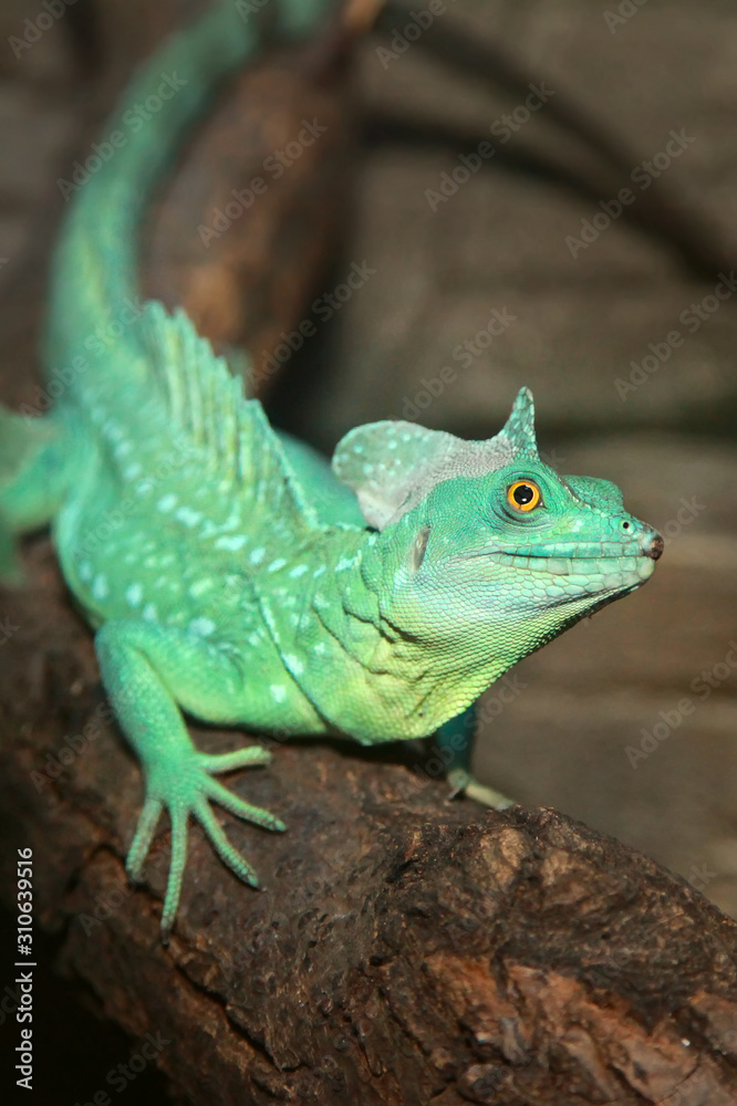Naklejka premium Plumed basilisk (Basiliscus plumifrons).