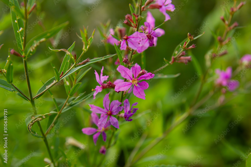 Purple flowers of fireweed on a green background Purple flowers of fireweed on a green background