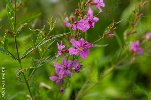 Purple flowers of fireweed on a green background