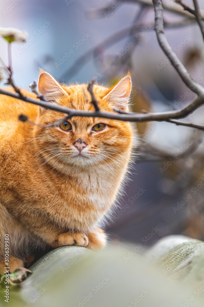 Portrait of a street red cat sitting and looking in old european city, animal natural background