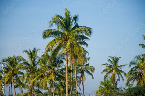 palm tree tropical trees against the background of the blue sky