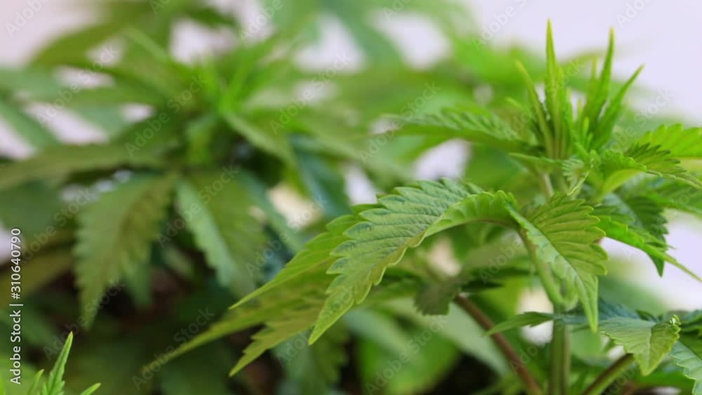 Close Up of Leaves of young Cannabis Marijuana Plants blowing gently Close Up of Leaves of young Cannabis Marijuana Plants blowing gently