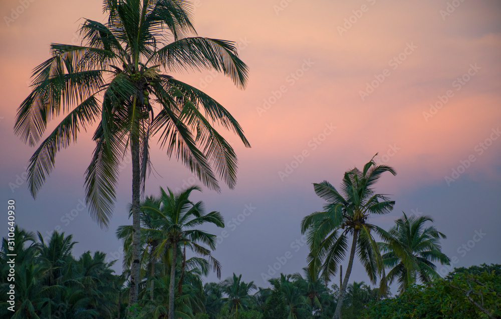 Tropical landscape sunset among tree