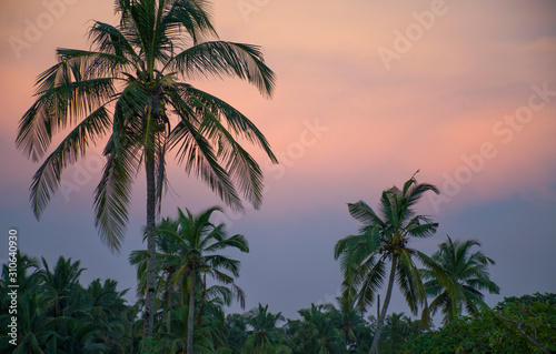 Tropical landscape sunset among tree
