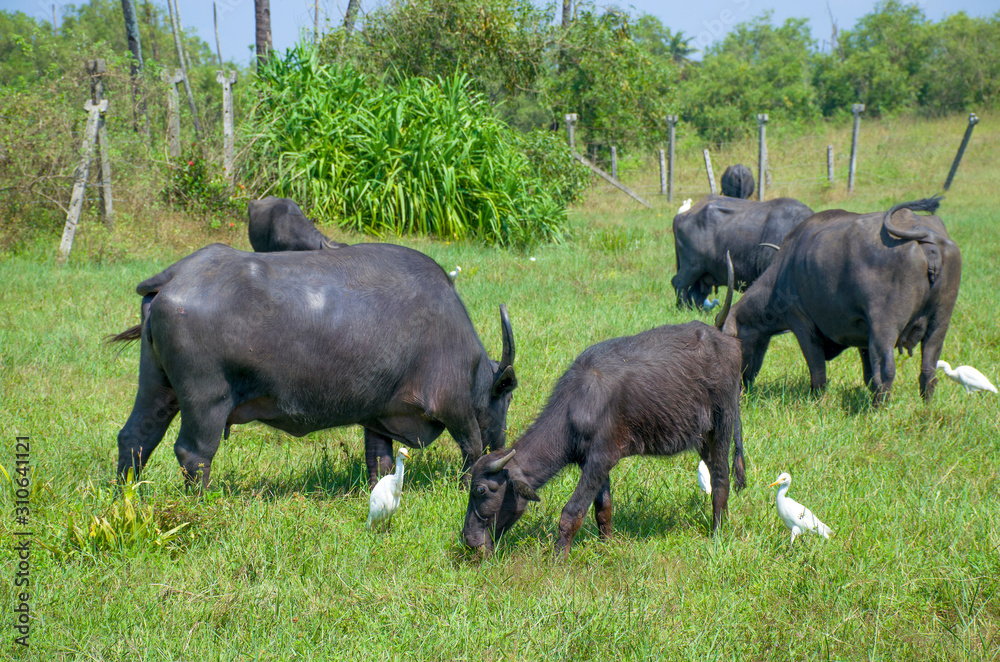 pets on a pasture a buffalo and a white heron pets on a pasture a buffalo and a white heron