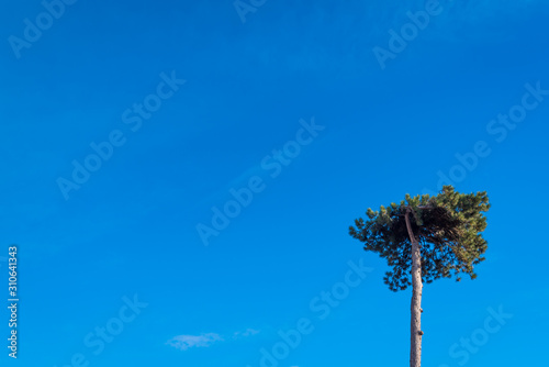 Pine tree on the blue sky background.