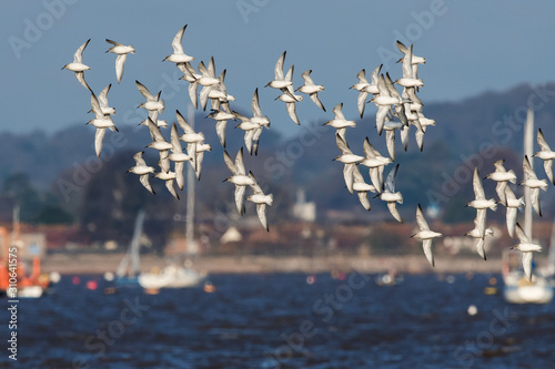Red Knot birds in fly. His Latin name is Calidris canutus.
