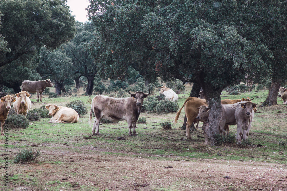 Herd of cows and calves in the field.  Breeding concept of farm animals in freedom.