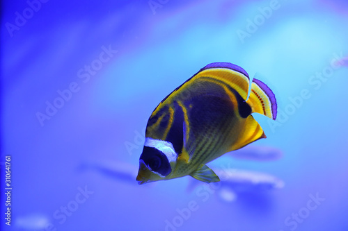 Beautiful raccoon butterflyfish in clear aquarium water