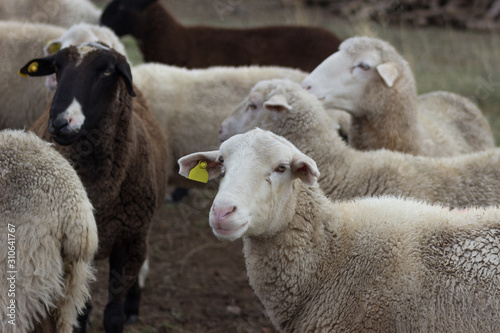 Photos Flock of sheep in the field.  Farm animal husbandry concept.