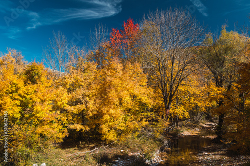 Mountain landscape in autumn with bright colors and huge trees
