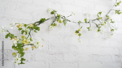 vine on a white brick wall backdrop with copy space © Brenda