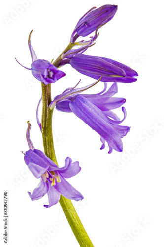 Flower of wild hyacinth, lat. Hyacinthoides hispanica, isolated on white background photo