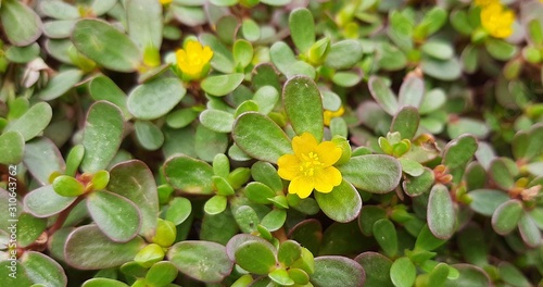 green leaves and small yellow flowers © Afan