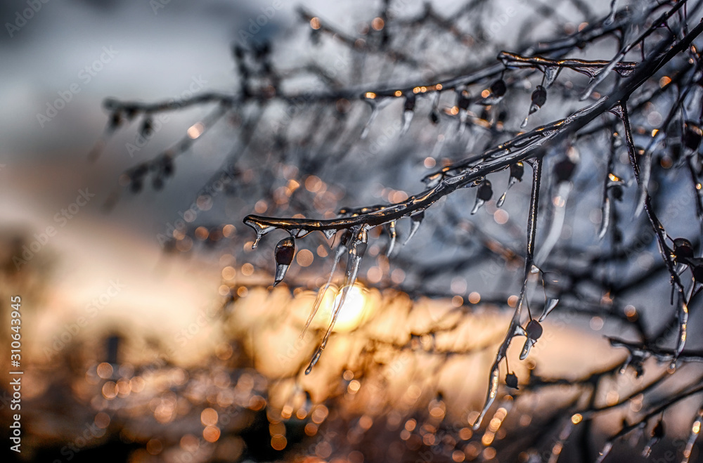 Iced Trees