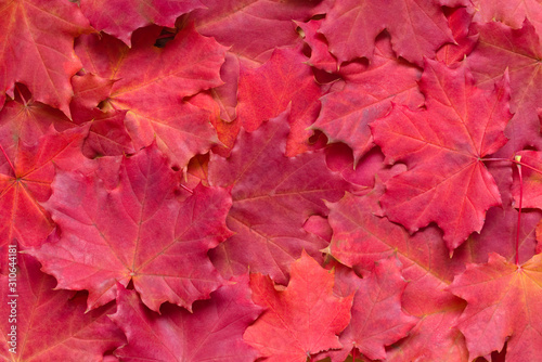 Bright autumn background with red maple leaves. Natural backdrop