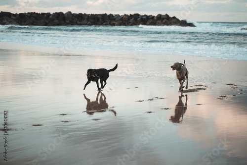 Two young dogs having fun on Zurriola Beach in San Sebastian
