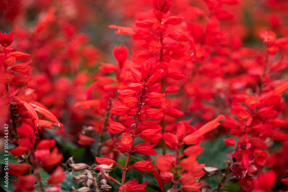 Red sage flower, red salvia splendens blooming in the autumn at the park Red sage flower, red salvia splendens blooming in the autumn at the park