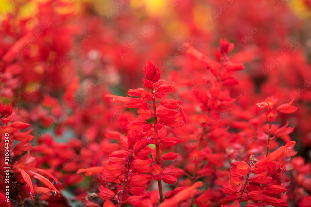 Red sage flower, red salvia splendens blooming in the autumn at the park Red sage flower, red salvia splendens blooming in the autumn at the park