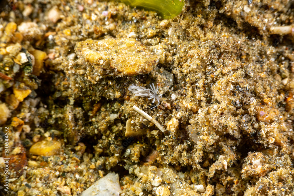 The most beautiful underwater snails of the Indian and Pacific Ocean