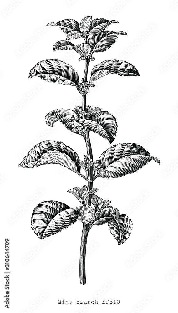 Antique engraving illustration of Mint branch hand draw black and white vector clip art isolated on white background