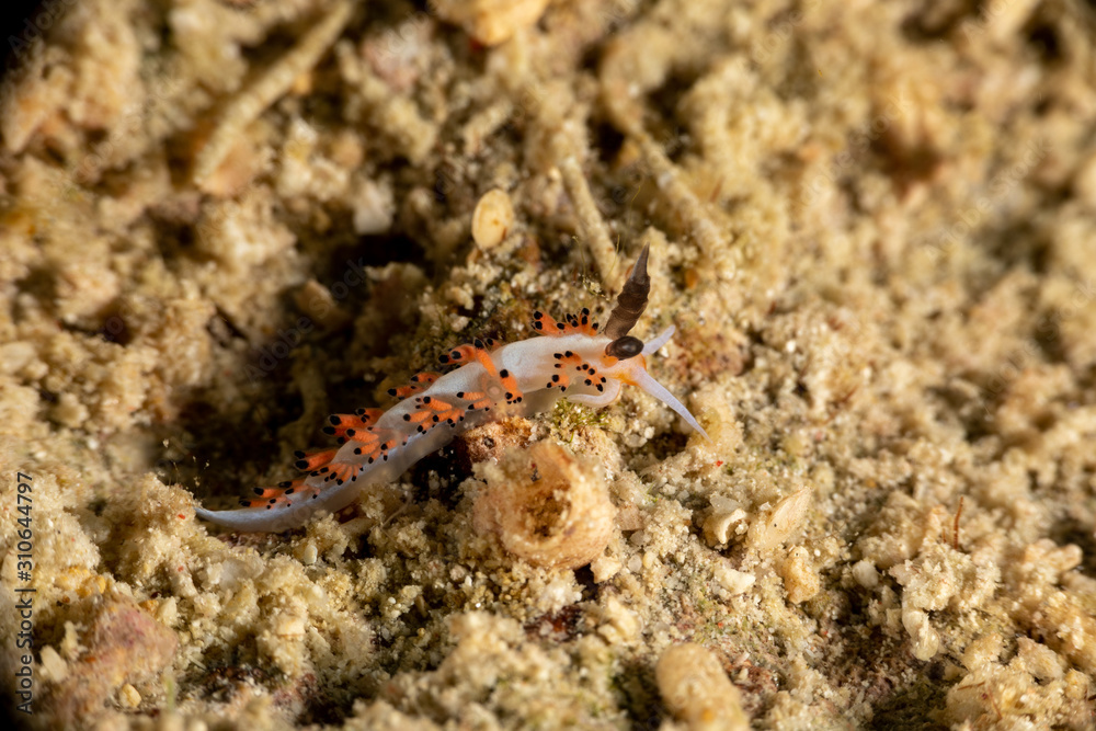 The most beautiful underwater snails of the Indian and Pacific Ocean The most beautiful underwater snails of the Indian and Pacific Ocean