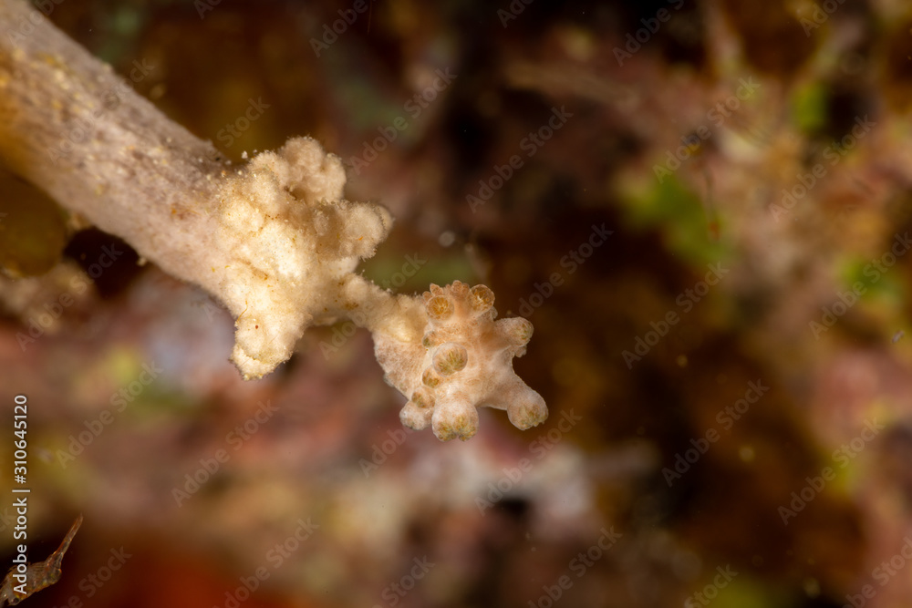 The most beautiful underwater snails of the Indian and Pacific Ocean The most beautiful underwater snails of the Indian and Pacific Ocean