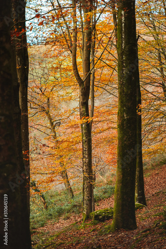Vibrant autumn colors on a forest in the Basque Country